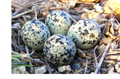 Gull's eggs in beach nest
